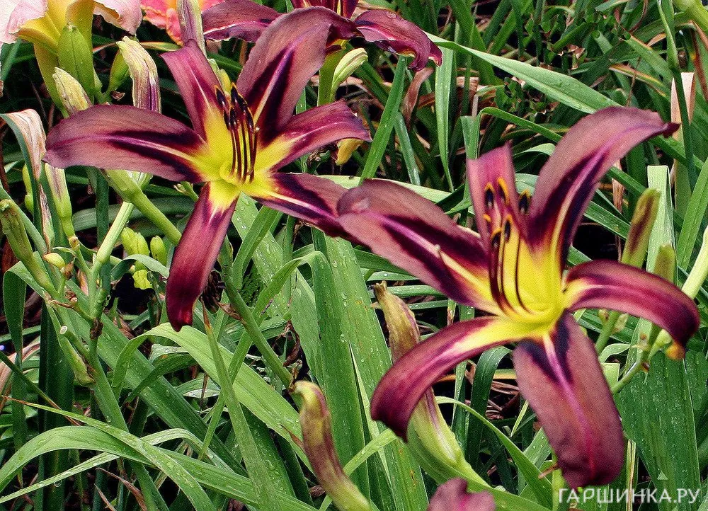 Лилейник-спайдер Блэк Эрроухэд