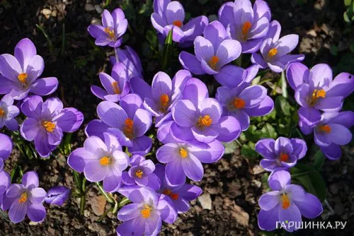 Крокус Блю крупноцветковый 10шт.