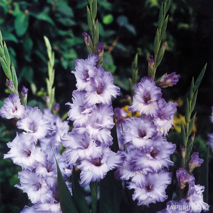 Гладиолус Блю Фрост 5 шт.
