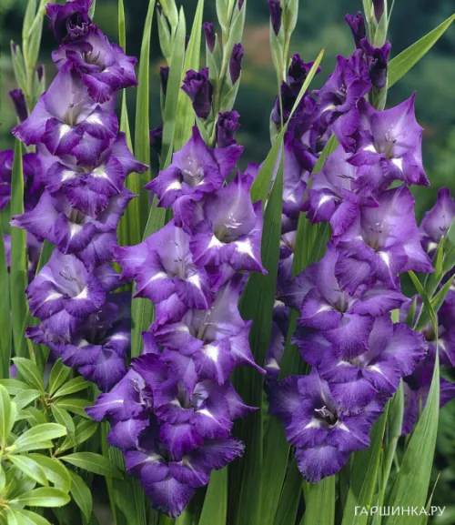 Гладиолус Блю Изл 5 шт
