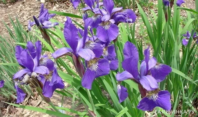 Ирис сибирский Blue King