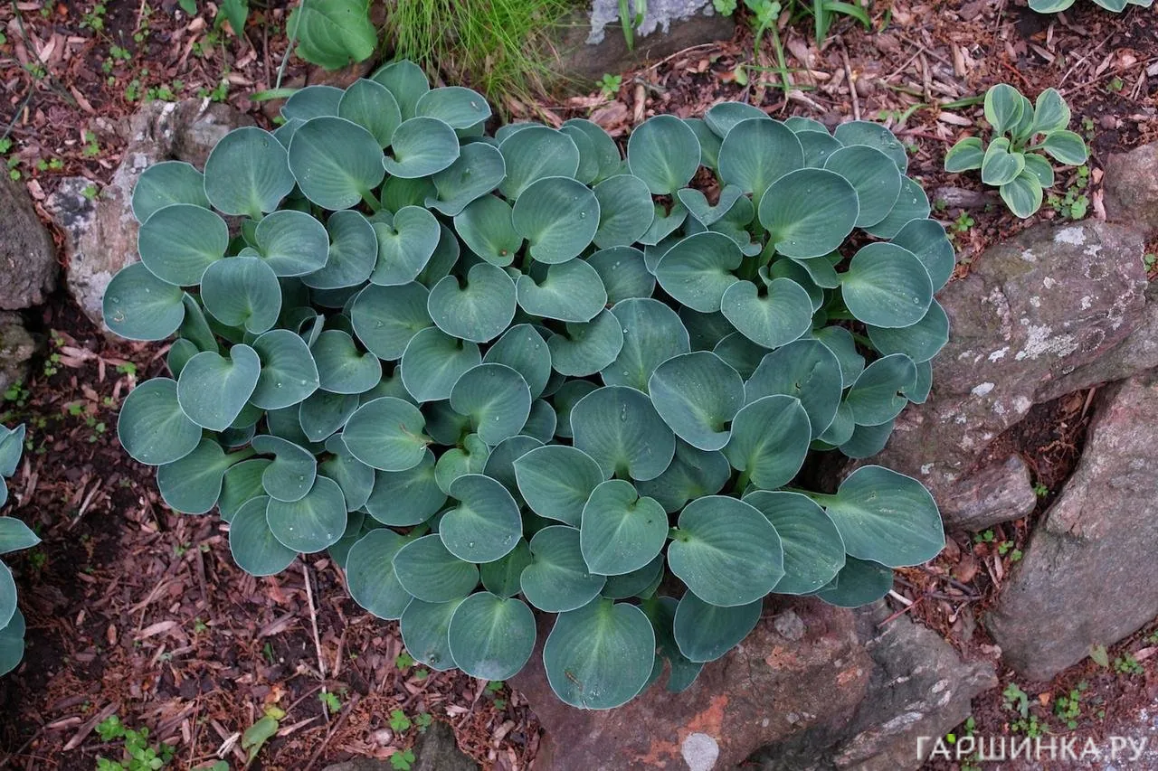 Хоста Блу Маус Иэрз (S)