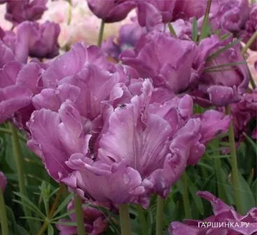 Тюльпан Блю Пэррот попугайный 5шт