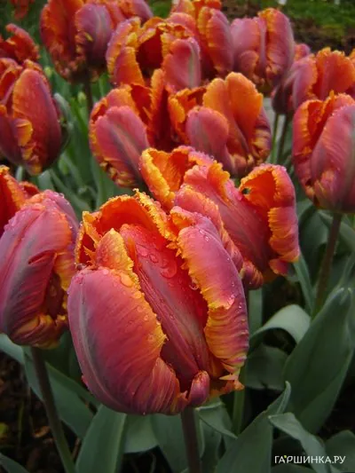 Тюльпан Блюмекс попугайный 4шт