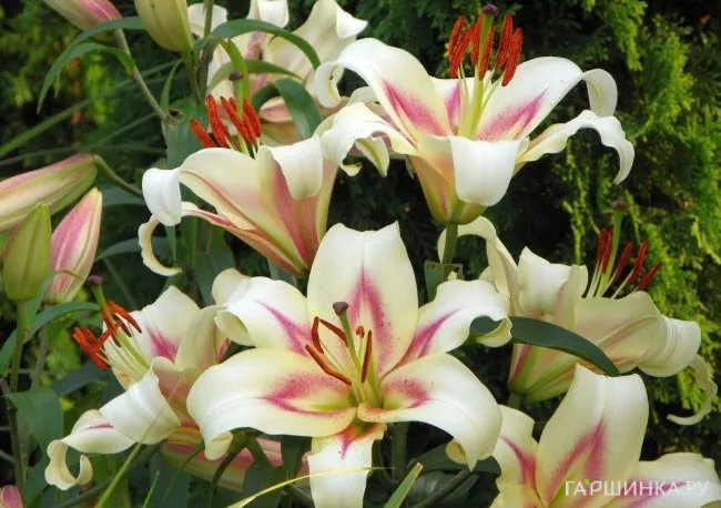 Лилия Бонбини ОТ-гибрид /2шт