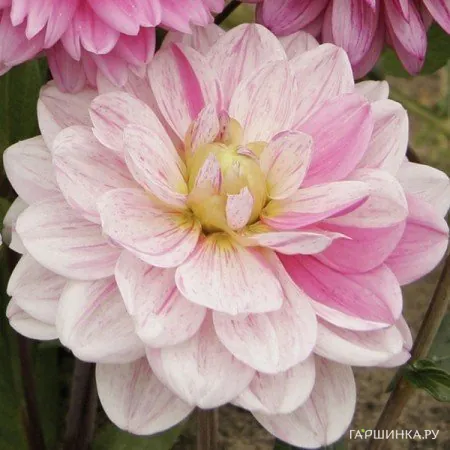 Георгина Бонеста декоративная