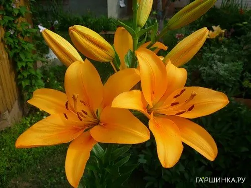 Лилия Бонсуар ЛА-гибрид/2шт