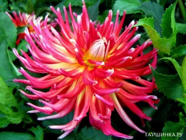 Георгина Бора Бора кактусовидная