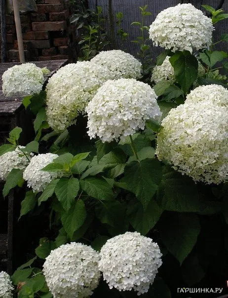 Гортензия Баунти (Щедрая награда) древовидная