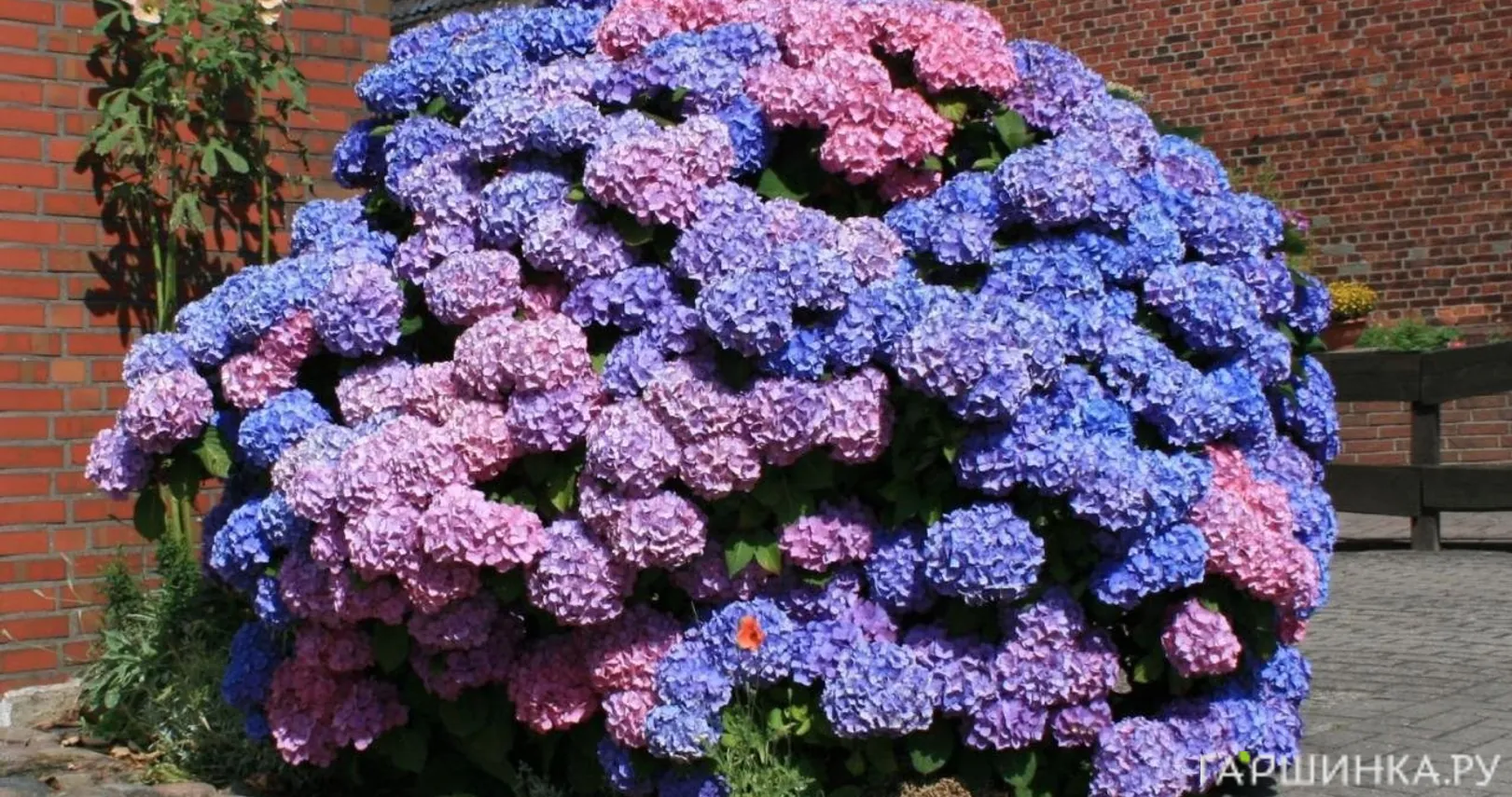 Гортензия Букет Роуз крупнолистная (макрофила)