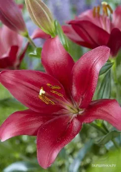 Лилия Бурбон Стрит ЛА-гибрид/2шт