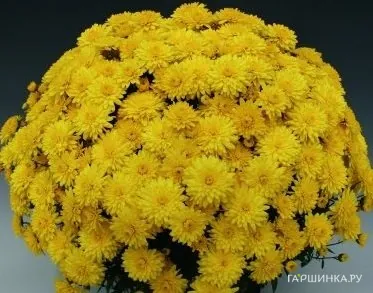 Хризантема мультифлора Брандюн