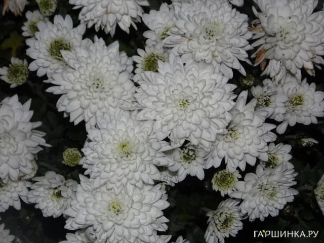 Хризантема мультифлора Бранфонтейн Вайт