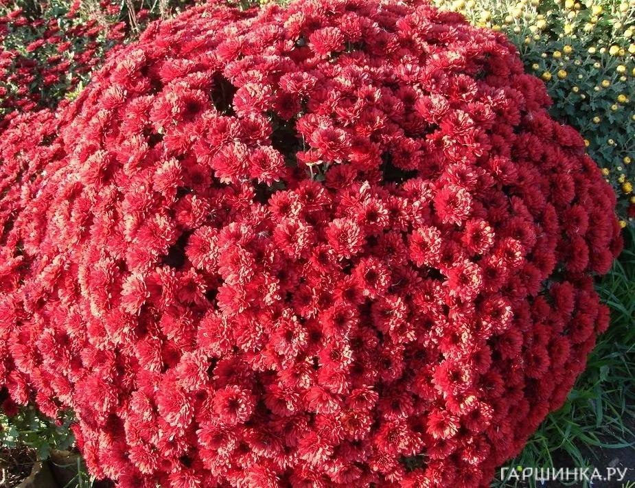 Хризантема мультифлора Браншторм