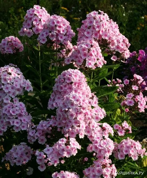 Флокс Брайт Айс метельчатый