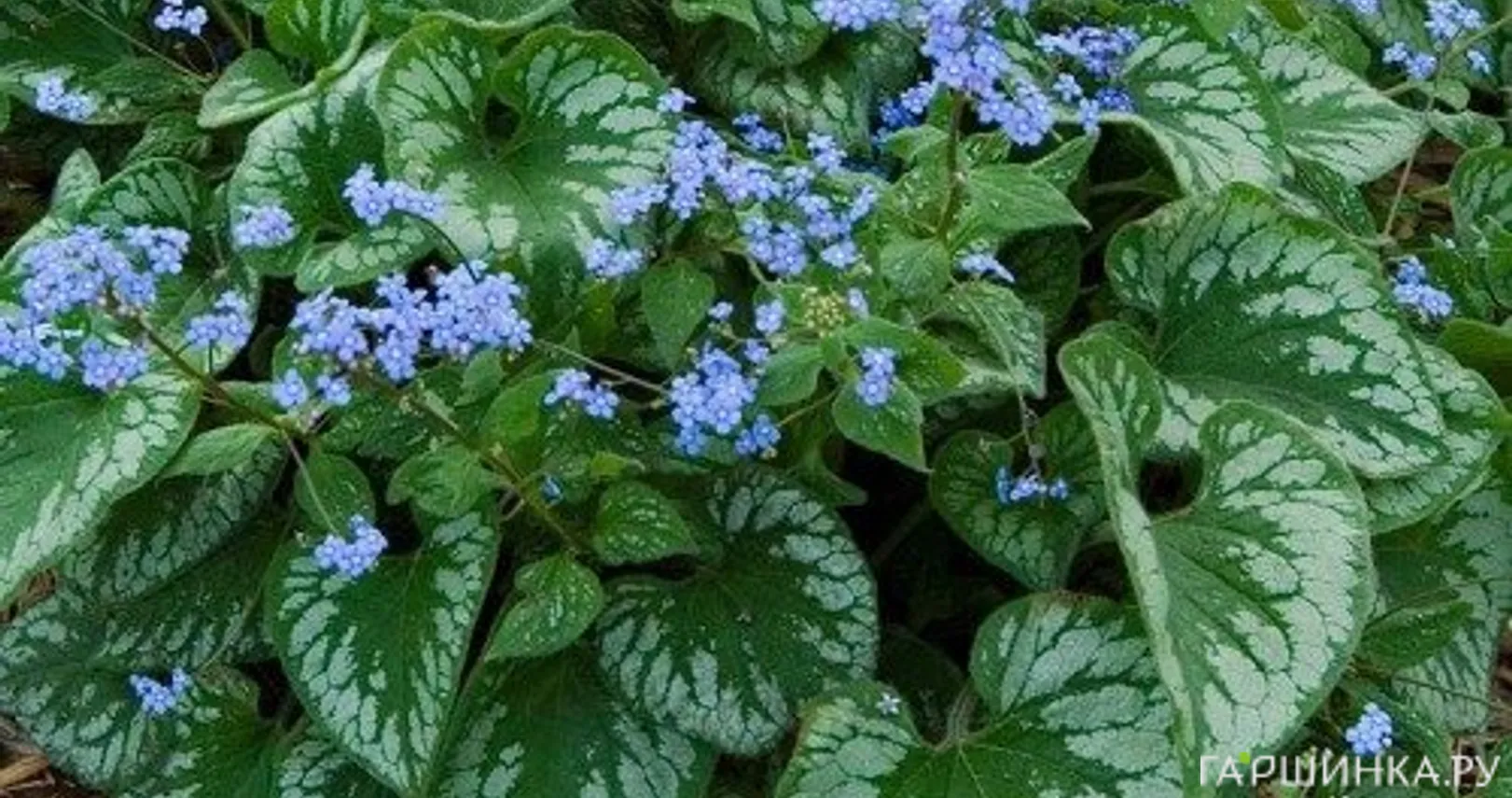 Бруннера Эмералд Мист