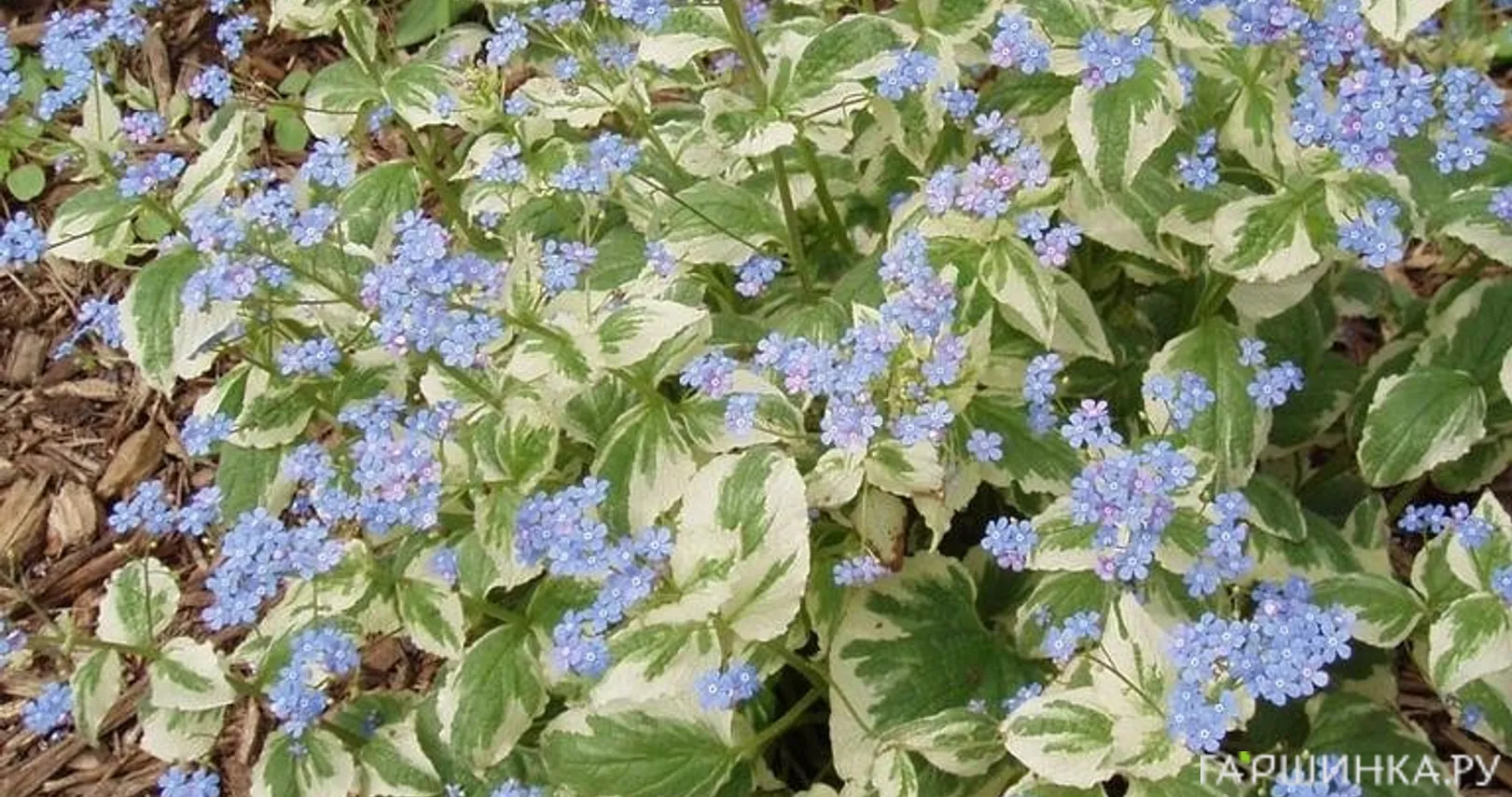 Бруннера Вариегата