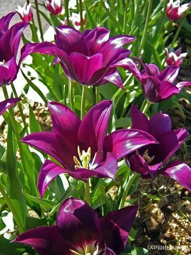 Тюльпан Бургунди лилиецветный 5шт