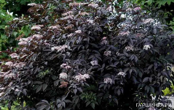 Бузина Блэк Бьюти