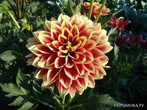 Георгина Кабальеро декоративная