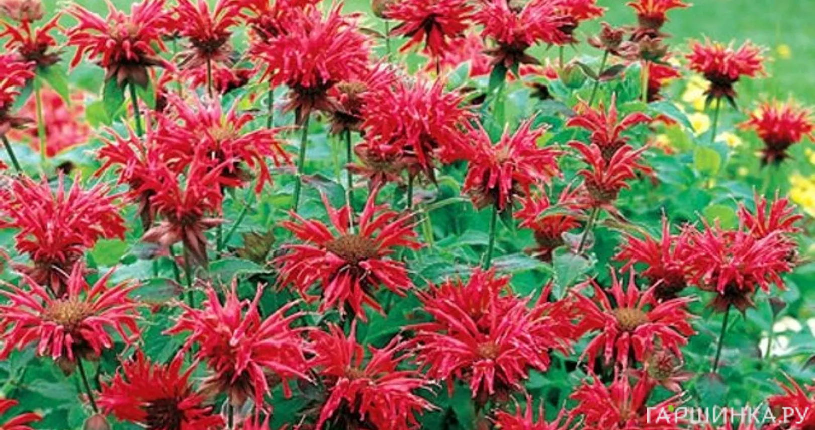 Монарда Кембридж Скарлет