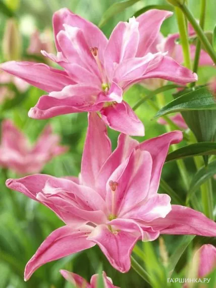 Лилия Канди Блоссом азиатская махровая/2шт