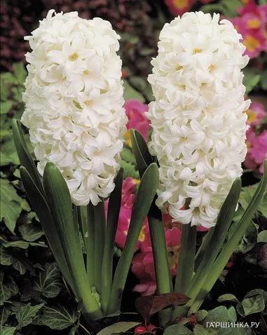 Гиацинт Карнеги 3 шт