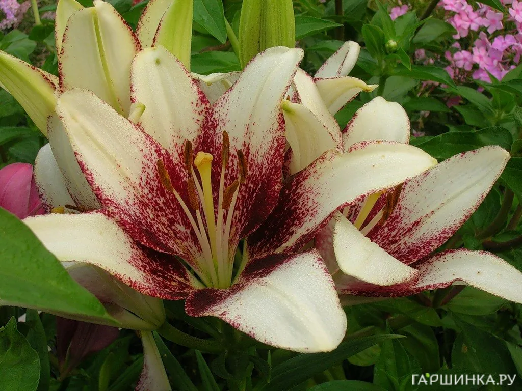 Лилия Сесил азиатская/ 2шт