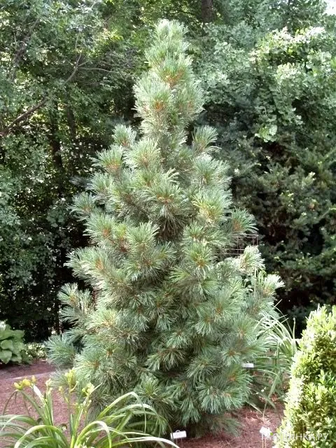 Сосна кедровая Глаука