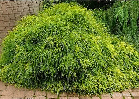 Кипарисовик горохоплодный Филифера Нана