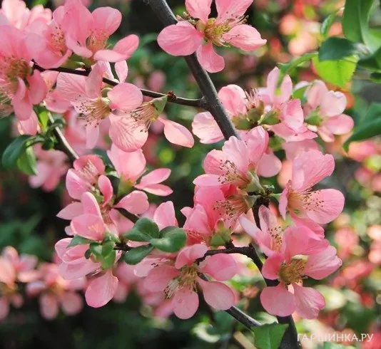 Айва Пинк Леди