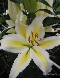 Лилия Чилл Аут восточная /2шт