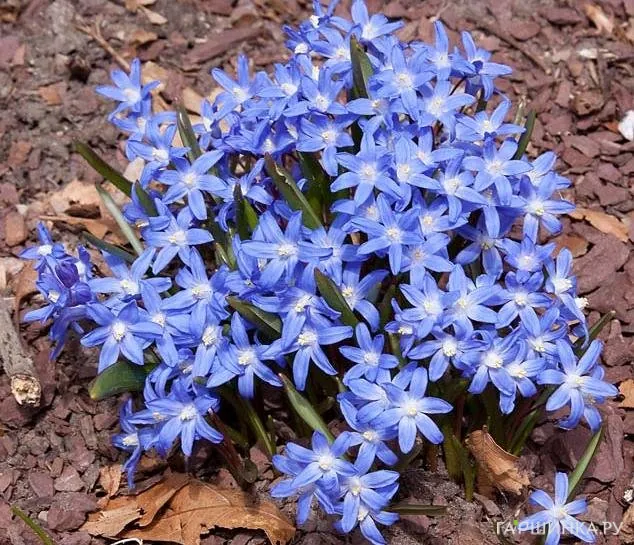 Хионодокса Блю Джиант 15шт