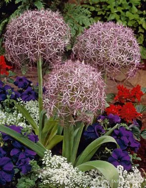 Лук декоративный Христофа 3 шт