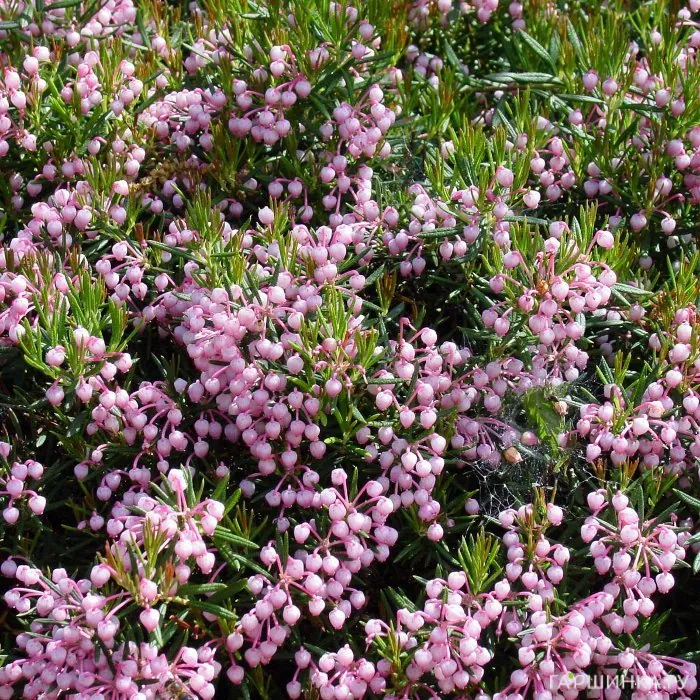 Андромеда Компакта