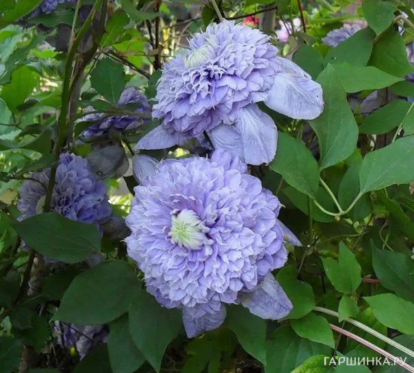 Клематис Блу Лайт (Голубой свет) махровый (2)