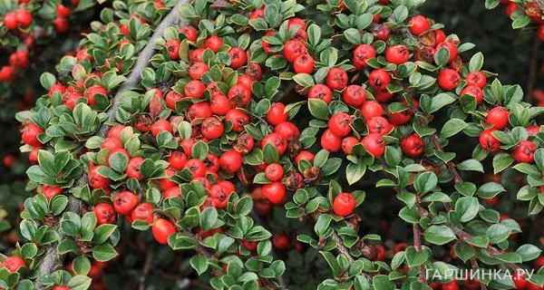 Кизильник Корал Бьюти