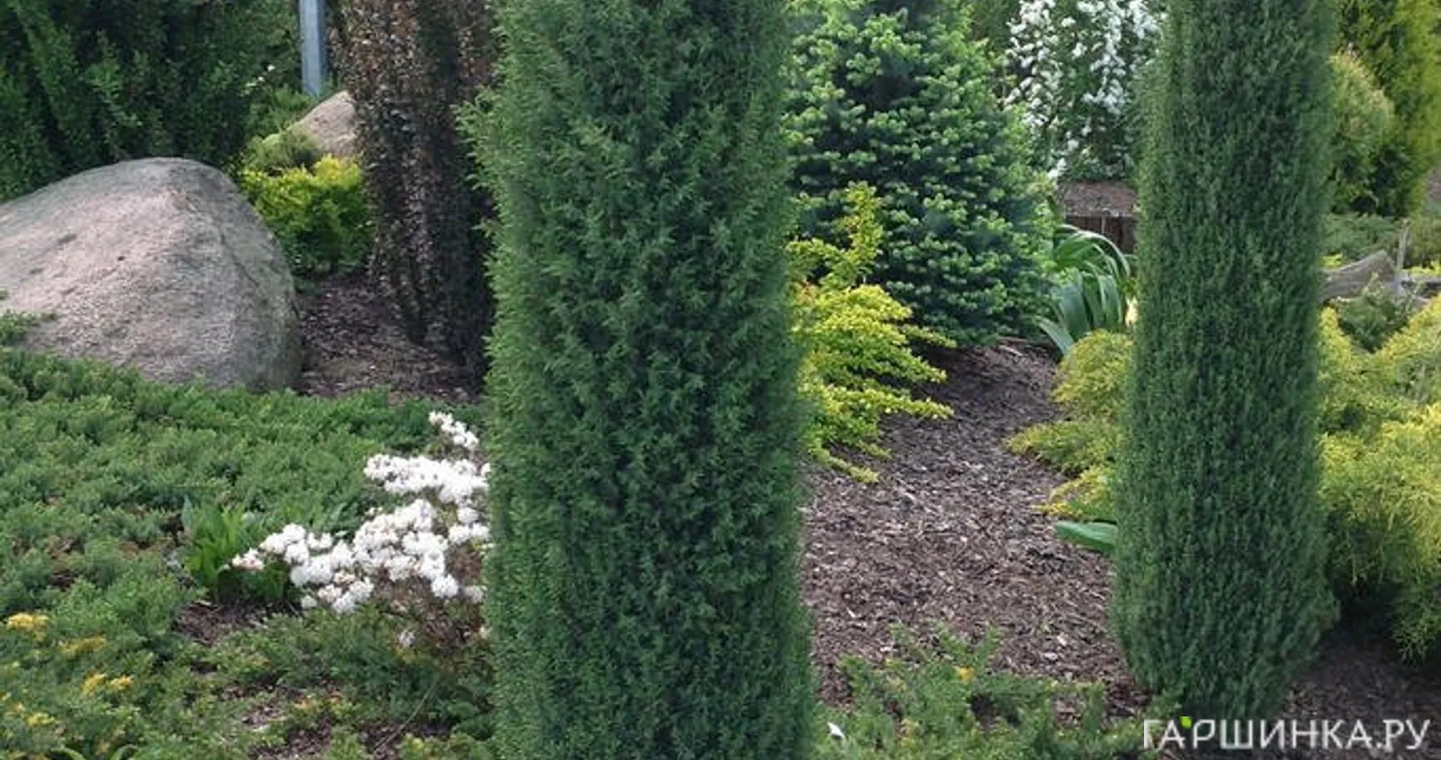 Можжевельник Арнольд обыкновенный