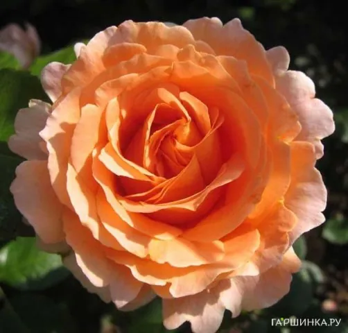 Роза Компассион плетистая, Imperial Rose