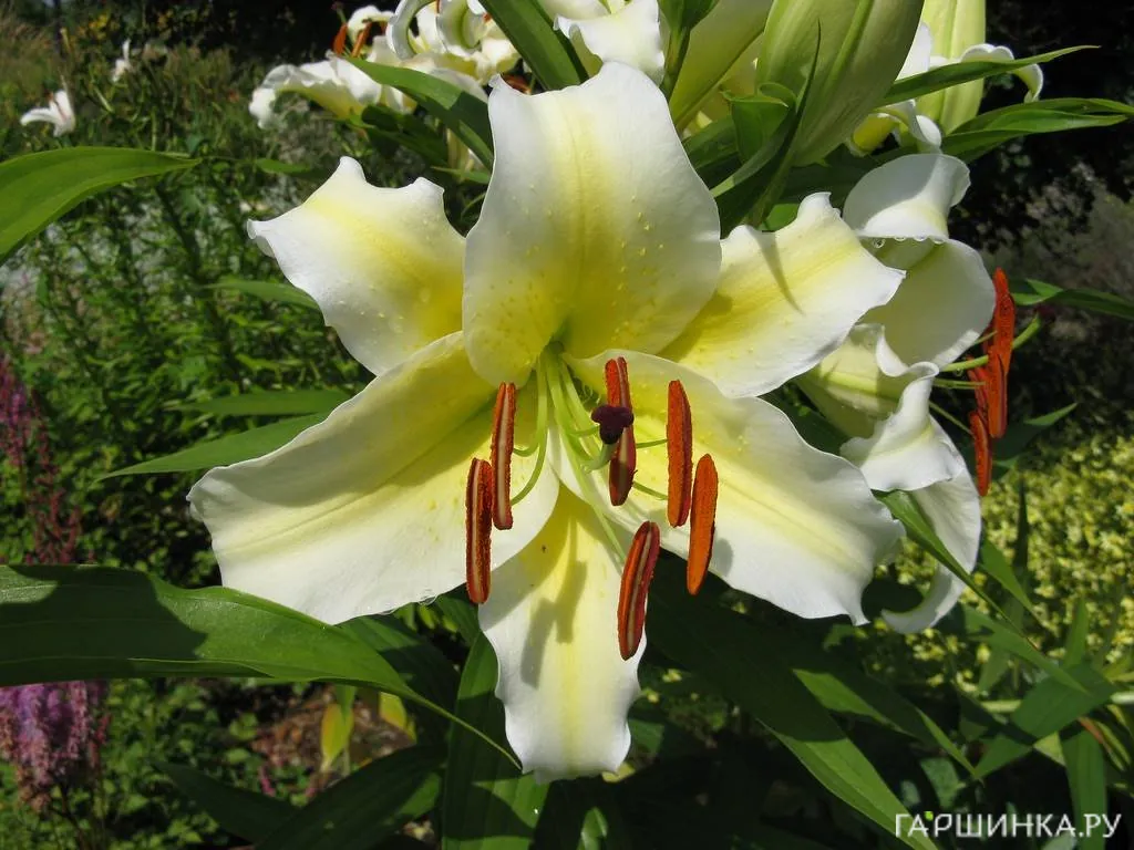 Лилия Конка Д'Ор ОТ-гибрид