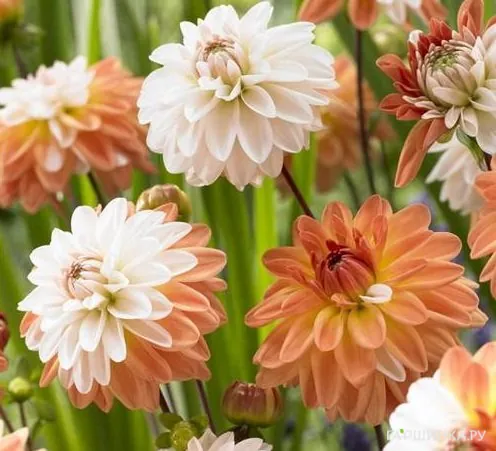 Георгина Куп де Солейл декоративная