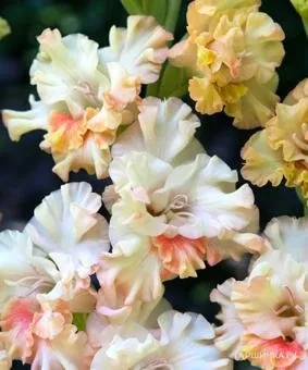 Гладиолус крупноцветковый Криспи Раффл 5шт