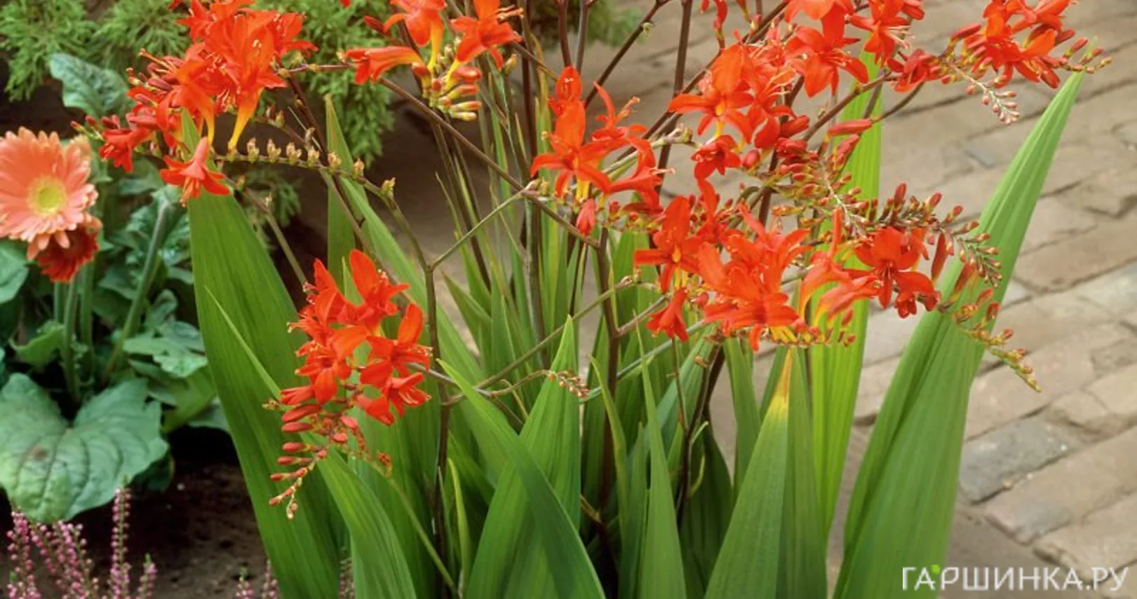 Крокосмия (монтбреция) Люцифер 5шт