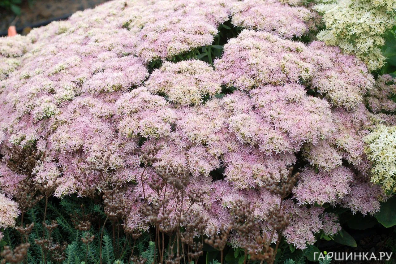 Очиток (седум) Crystal Pink