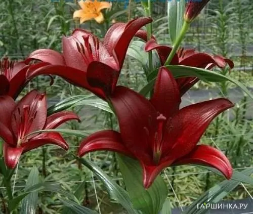 Лилия Сигалон ЛА-гибрид/2шт