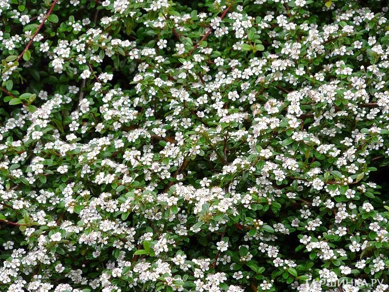 Кизильник Даммера Мэйджор