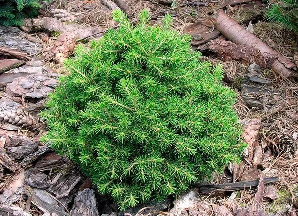 Ель обыкновенная Dan s Dwarf