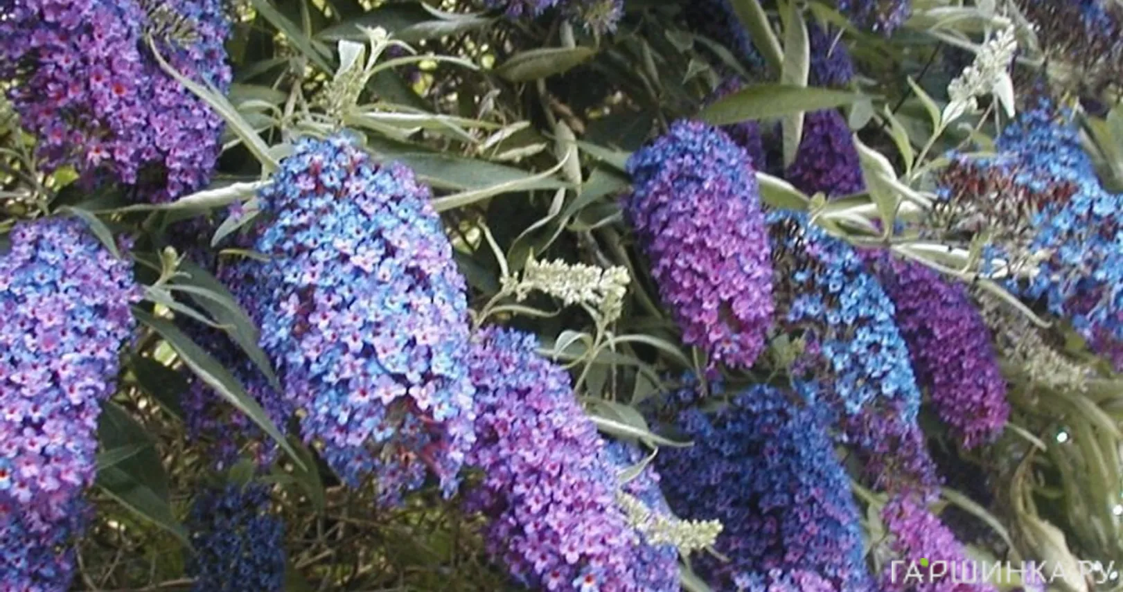 Буддлея Давида Эмпайр Блю