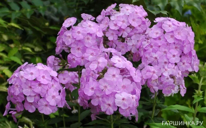 Флокс метельчатый David s Lavender