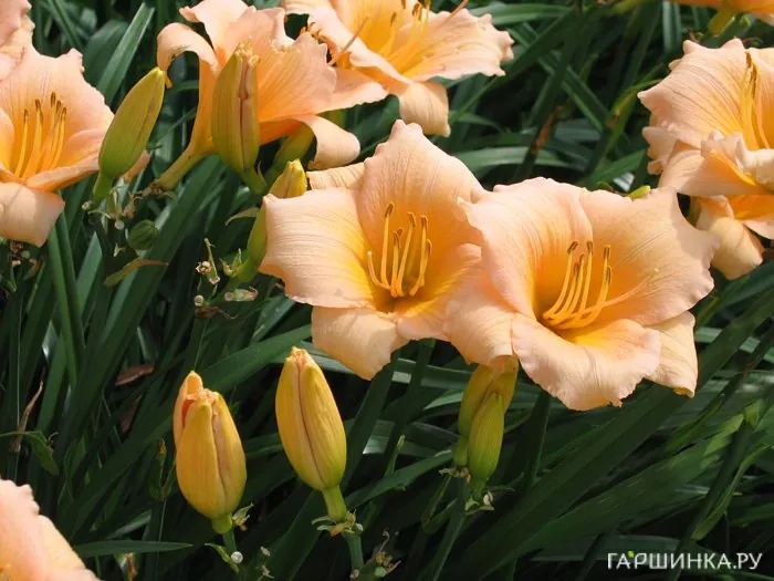 Лилейник Мини Перл